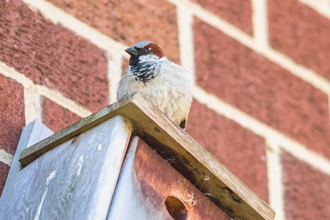 House sparrow sits on nestbox