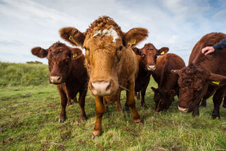Close up shot of a herd of cows grazing on a nature reserve.