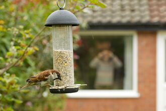 Small brown bird on bird feeder in a garden, someone watches from window in the background