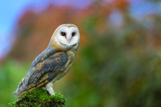 Barn Owl - Wrabness Appeal