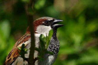 A house sparrow male sits within green leaves.