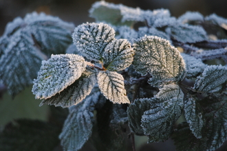 Frost on bramble