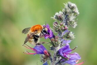 Bee on purple flowers.