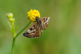 Brown butterfly on yellow flower.