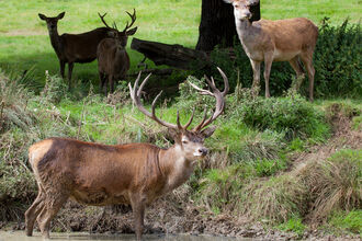 Deer at Bedfords Park Nature Discovery Centre