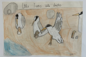 A coloured pencil drawing of seabirds on the beach with chicks.