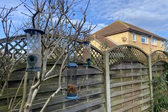 Three bird feeders hang on tree in a garden