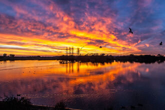 Sunset over the water at Abberton Reservoir with bird flying