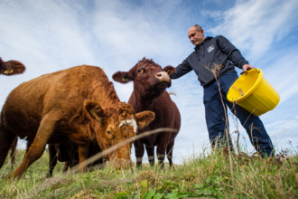 Two grazing cows are pictured with a member of Wildlife Trust staff in navy clothing stands next to them holding a yellow bucket. 