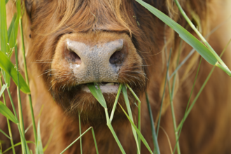 Close up photo of a highland cow eating a blade of grass, mainly with the cow's nose in focus and blade of grass inside mouth.