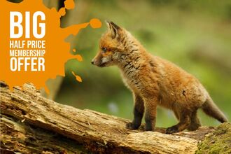 Half price family membership offer