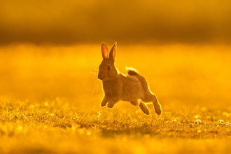 Rabbit jumping through a field 