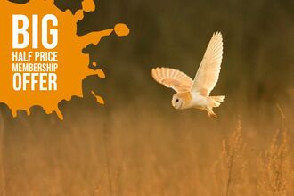 Half price individual membership offer