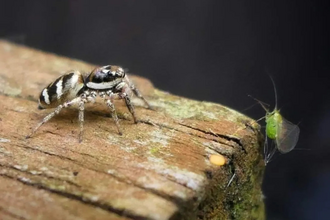 Spider on a wooden post next to a fly 