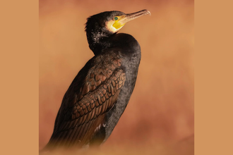 Cormorant posed against a orange background 