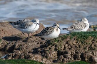 Birds on a rock