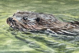 Otter painting in watercolour by Vivian McGuinness 