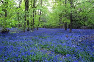 Bluebells at Chalkney Woods