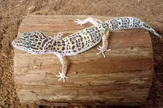 Leopard Geko