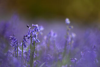 A landscape photo of bluebell flowers