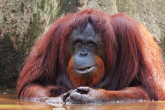 Orangutan