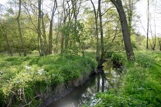 Essex Wildlife Trusts Roman River
