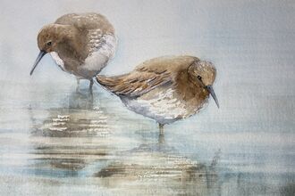 Painting Wading Birds with Vivien McGuinness 
