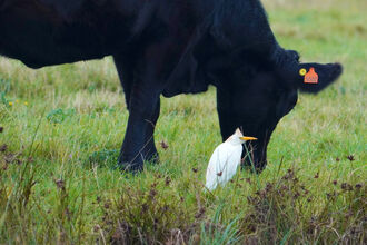 Cattle and Egret