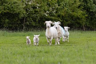 Sheep with lambs in field