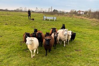 Sheep flock on a nature reserve with a staff member in the distance