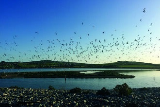 A wide coastal scene at dusk showing a large flock of terns flying above a bay, with calm water, pebble-covered shore in the foreground, and low green hills in the distance under a clear blue sky.