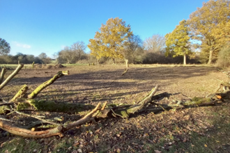 Grassland with fallen branches and trees in the background 