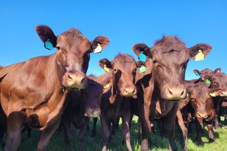 Cow grazing