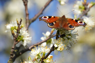 Peacock butterfly on blossom