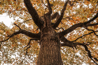 Autumn Oak Wrabness nature reserve - Adam Moore