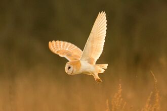 Barn owl