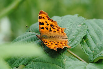 Comma butterfly with wings open on a leaf 