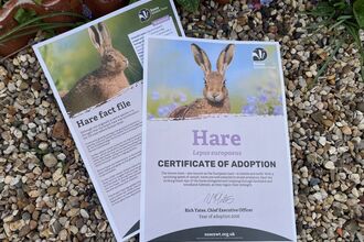 Adopt a hare digital pack