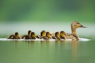 Mallard and ducklings