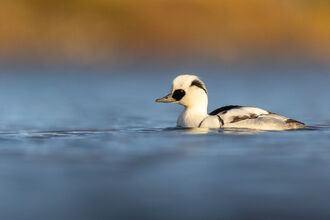 A male smew, a beautiful black and white duck, swimming across a lake