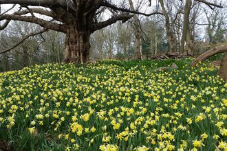 Spring flowers at Warley Place