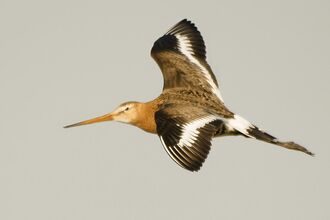 Long Tailed Godwit