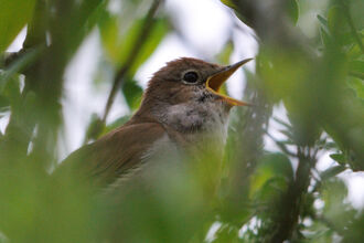Nightingale singing by Amy Lewis