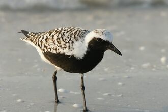 Summer Waders