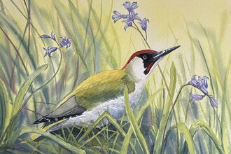 Green woodpecker