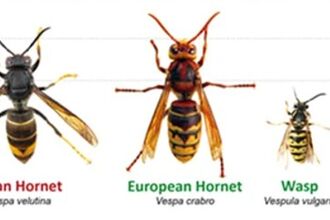 asian hornet