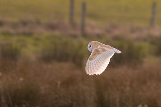 Barn owl in flight