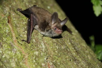 Essex Bats