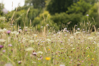 Amazing Grazing Meadow