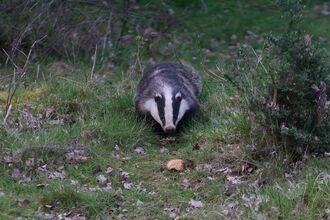 Badger watching 2026 - Fingringhoe Wick - Paul Everett 